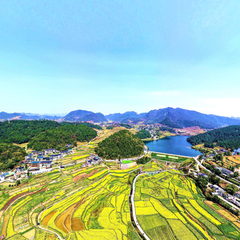 团泽菜花开正艳..