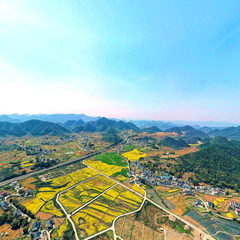 团泽菜花开正艳