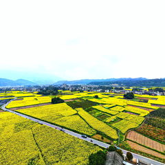 芦山满地黄金甲5